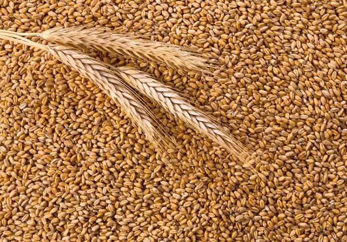 Высокоурожайные виды яровой пшеницы лучшего качества.