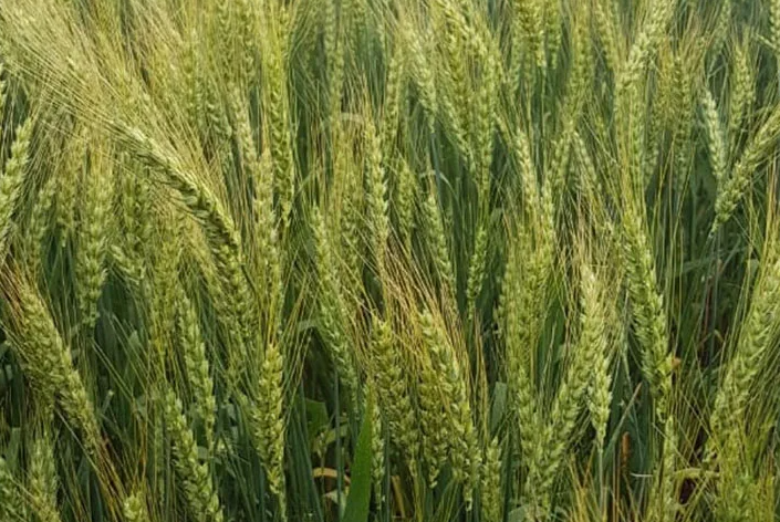 Выращивать нужно стойкие сорта пшеницы.