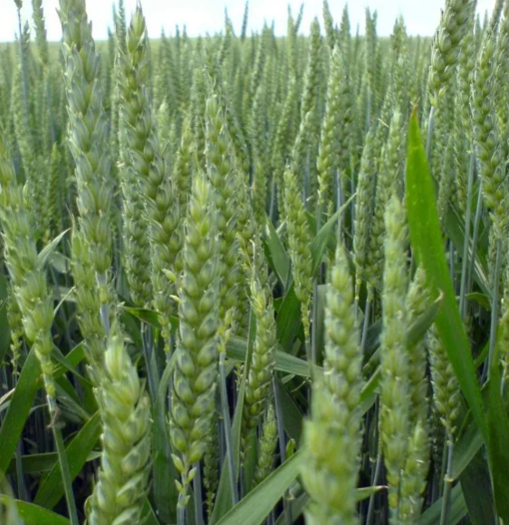 Преимущества сортов пшеницы современного производства.