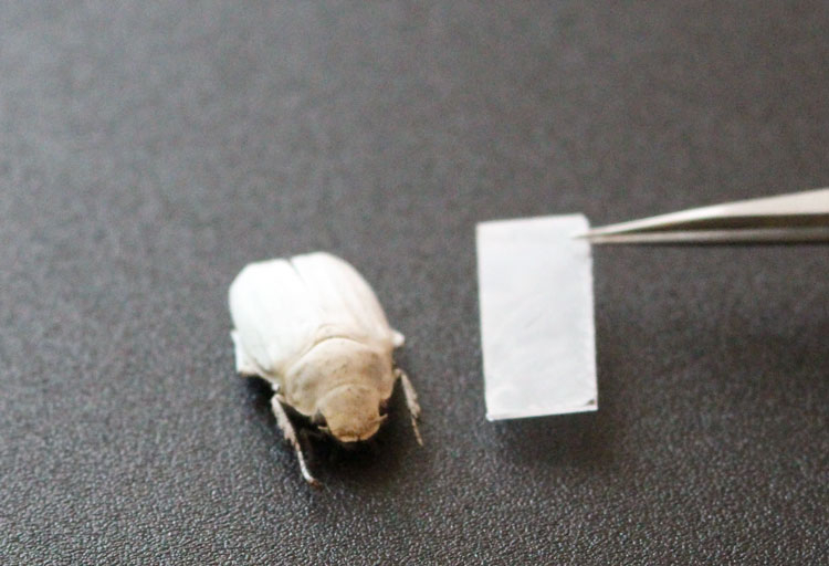 Хитиновые чешуйки жука подсказали, как получить яркий белый цвет без пигментов